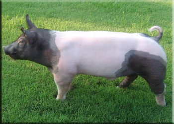 are yorkies color blind hog farm oklahomashowpigs are yorkies color blind hog farm oklahomashowpigs