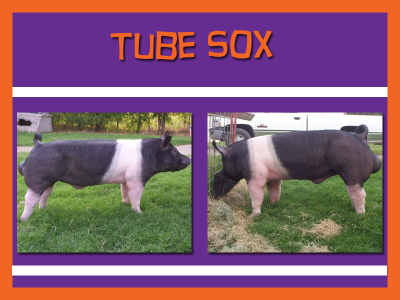 Tube Sox