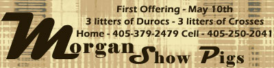 Morgan Show Pigs